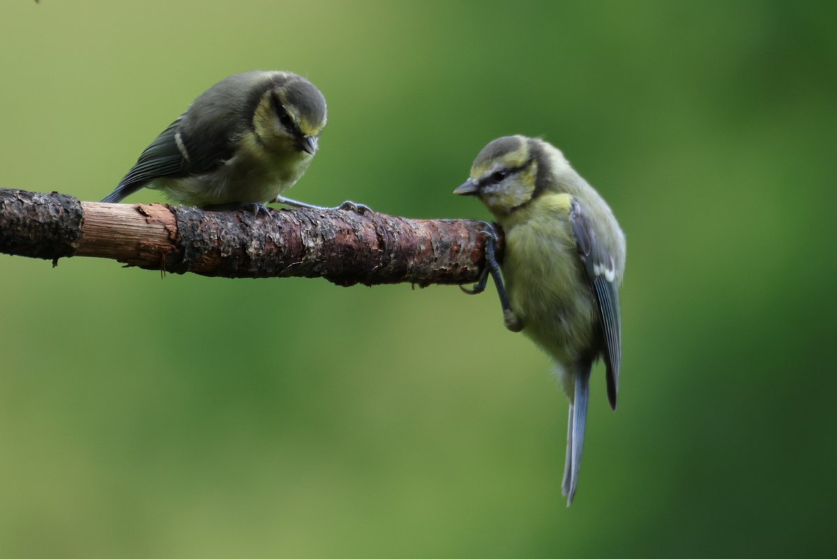 cranky1456's tweet image. It's time to sort through your #Pairs & #Duos for #TwosDay
Its wet here so to brighten up your day, we have Peachicks, Blue Tits, Coal Tit/Great Tit & GS Woodpecker & Blue Tit.
#birds #photography #EastCoastKin #birdphotography #ukbirding #naturephotography #wildlife #BirdLife