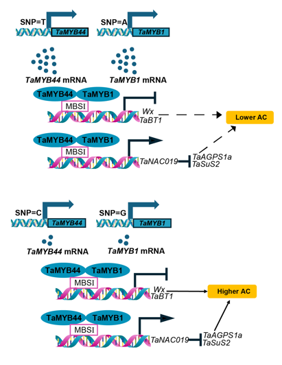 MPlantPCom's tweet image. The TaMYB44-TaMYB1 module regulates grain amylose biosynthesis and flour viscosity in wheat #research #PlantCommunications cell.com/plant-communic…