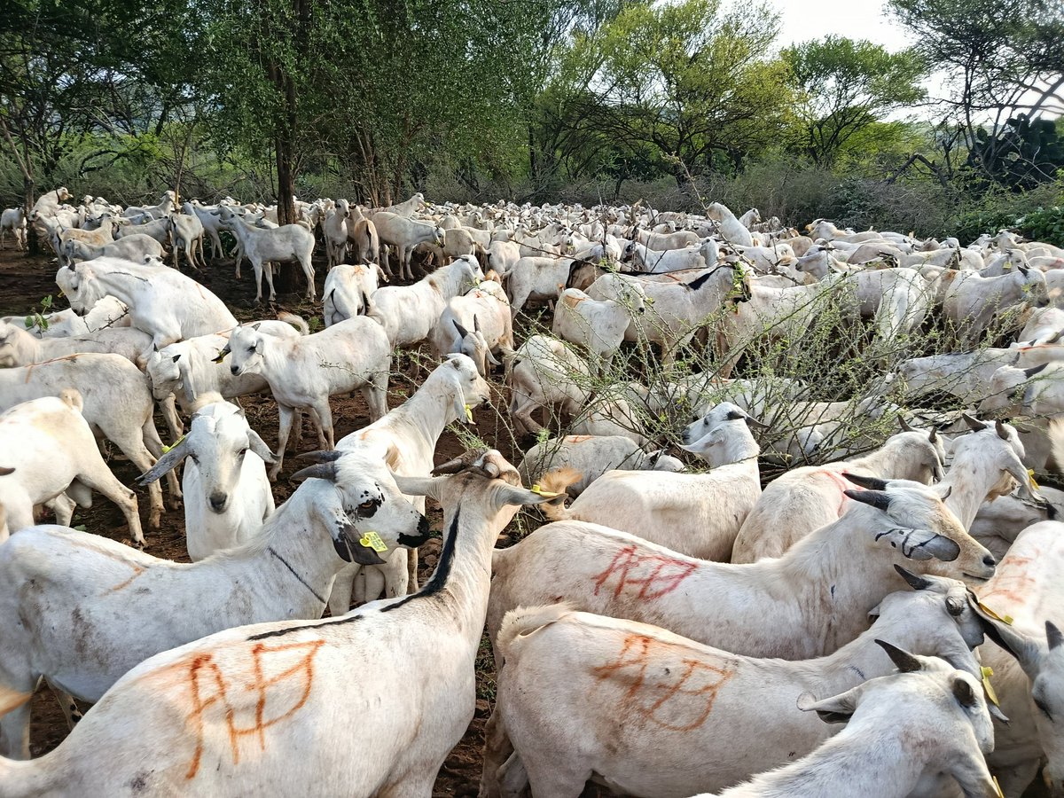 HAPPENING TODAY!
Distribution of 1,000 Galla Goats in Saimo Soi Ward, Baringo North Sub-county.
#DroughtResilience