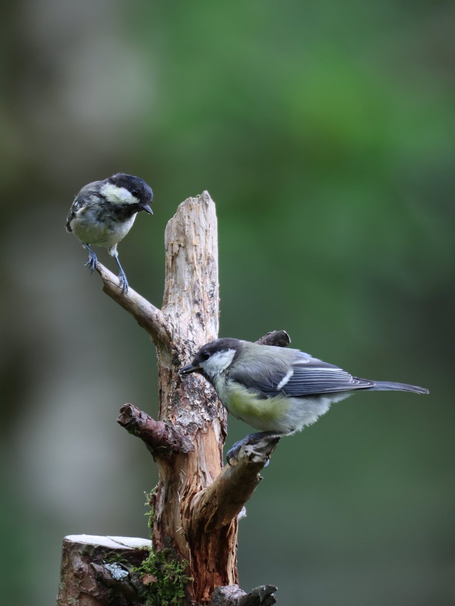 cranky1456's tweet image. It's time to sort through your #Pairs & #Duos for #TwosDay
Its wet here so to brighten up your day, we have Peachicks, Blue Tits, Coal Tit/Great Tit & GS Woodpecker & Blue Tit.
#birds #photography #EastCoastKin #birdphotography #ukbirding #naturephotography #wildlife #BirdLife