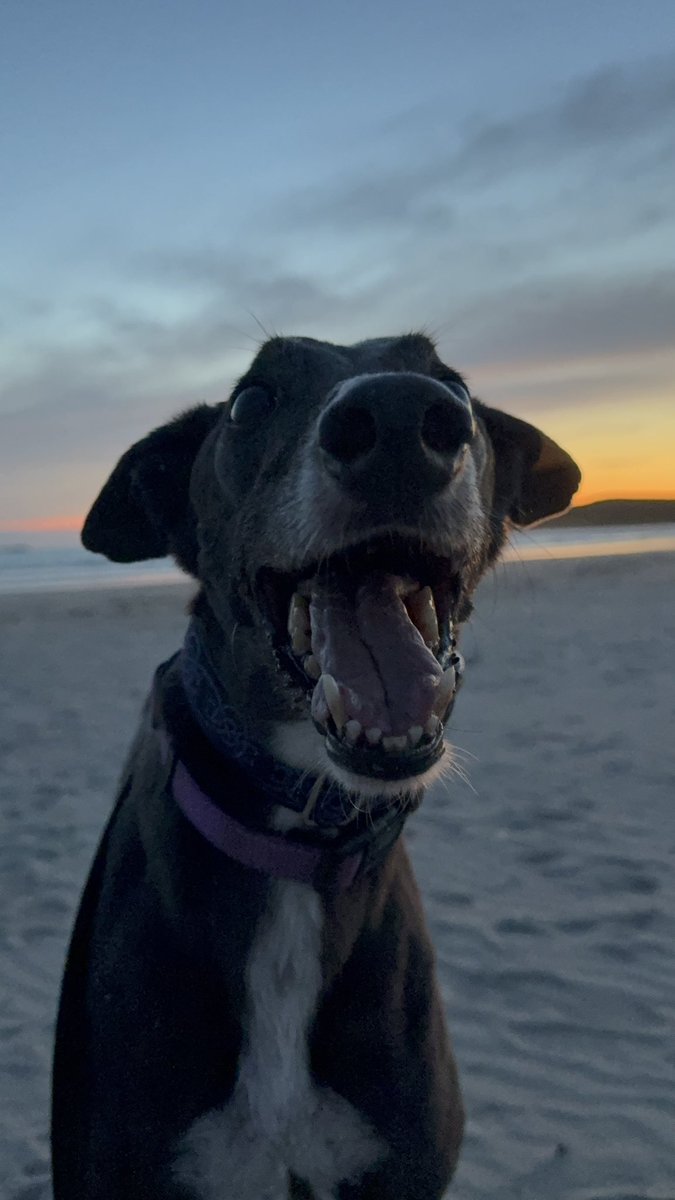 paddythegreyt's tweet image. Happiness is…..a beach at sunset, the people you love by your side and a pocket full of treats! Take a nap, enjoy a treat and keep those snoots and hearts upbeat! Have a great day! Love Paddy 💙🐾🐾
#TongueOutTuesday #AdoptedAndLovingIt #HappinessIsAFullSnackPocket
