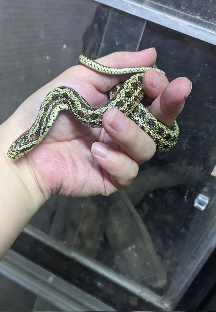 mate_tree's tweet image. 在庫
フタモンナメラ24CB　3万8千円
曰くアジアのコーンスネーク！
めちゃ良いです！
お問い合わせお待ちしてます！