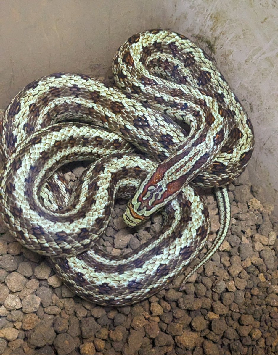 mate_tree's tweet image. 在庫
フタモンナメラ24CB　3万8千円
曰くアジアのコーンスネーク！
めちゃ良いです！
お問い合わせお待ちしてます！