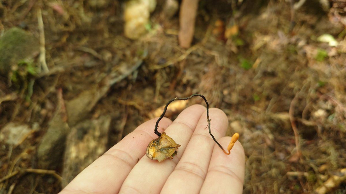 rakuhoro's tweet image. 🍄最近のキノコ🍄
雨がたくさん降ったので、きっとあるだろうとライフワークであるキノコ探しへ行ってきました!
1枚目から、ウスタケ幼菌(毒)、タマゴテングタケモドキ(毒)、カメムシタケ、シロイボカサタケ(毒?)でしょうか✨
標高を上げたので涼しくて楽しかったです。また行きます🍄