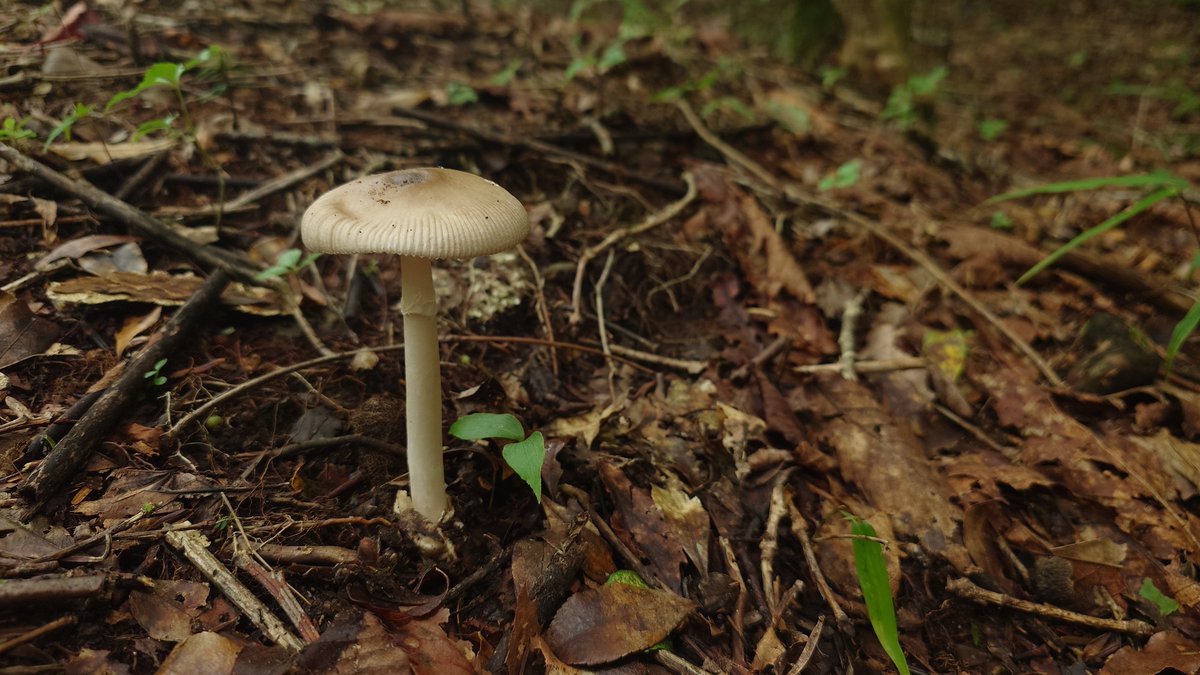 rakuhoro's tweet image. 🍄最近のキノコ🍄
雨がたくさん降ったので、きっとあるだろうとライフワークであるキノコ探しへ行ってきました!
1枚目から、ウスタケ幼菌(毒)、タマゴテングタケモドキ(毒)、カメムシタケ、シロイボカサタケ(毒?)でしょうか✨
標高を上げたので涼しくて楽しかったです。また行きます🍄