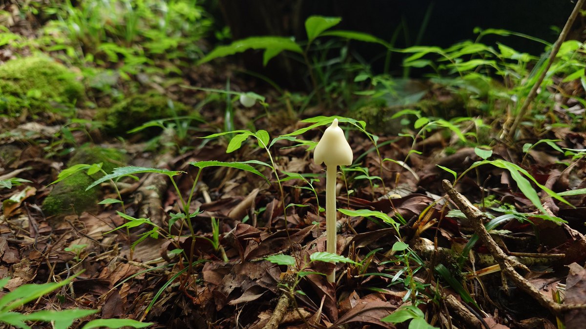 rakuhoro's tweet image. 🍄最近のキノコ🍄
雨がたくさん降ったので、きっとあるだろうとライフワークであるキノコ探しへ行ってきました!
1枚目から、ウスタケ幼菌(毒)、タマゴテングタケモドキ(毒)、カメムシタケ、シロイボカサタケ(毒?)でしょうか✨
標高を上げたので涼しくて楽しかったです。また行きます🍄