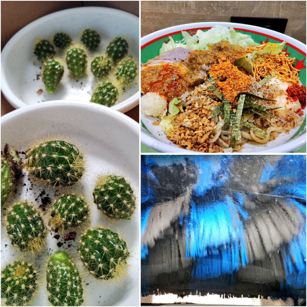 今日から改めて7連休🎌✌️
クッソ暑いのでストゼロ無糖ドライにポテチで乾杯〜🍻😆🎵

お昼はジャンクって🍜
洗車して🫧
増えたサボテン🌵の子株を分離✂️
1週間乾かしてから植えなおします✌️

#ツイッター晩酌部
#Twitter晩酌部 
#X晩酌部