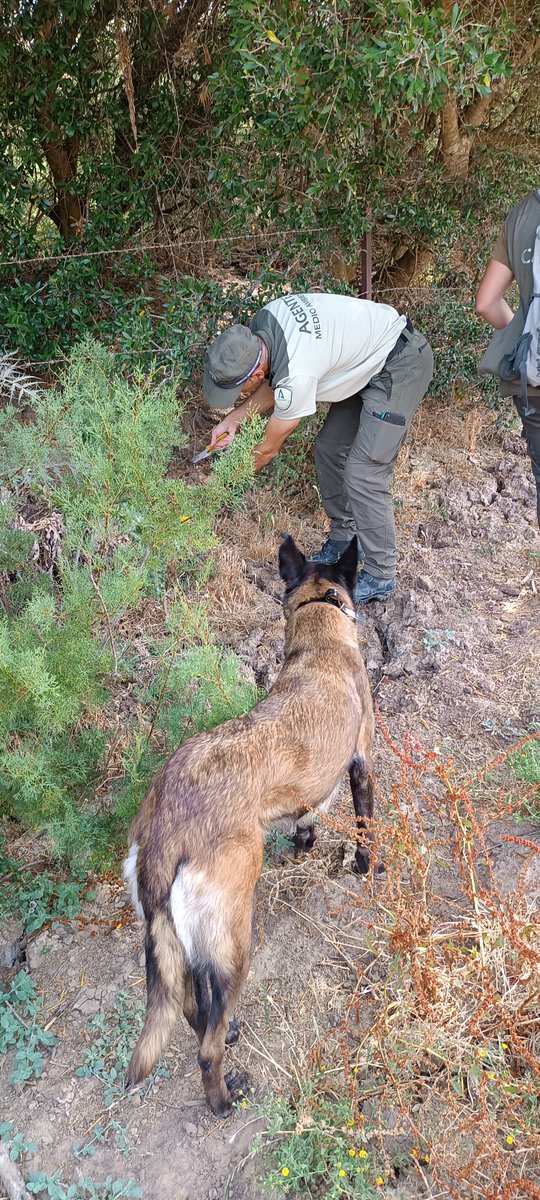 Los #AgentesDeMedioAmbiente reconocemos la increíble labor de los perros de trabajo especializados en la detección de venenos en el medio natural. 
🐾 Su olfato es una herramienta clave para proteger nuestra fauna frente a una de las amenazas más silenciosas. #PerrosDeTrabajo