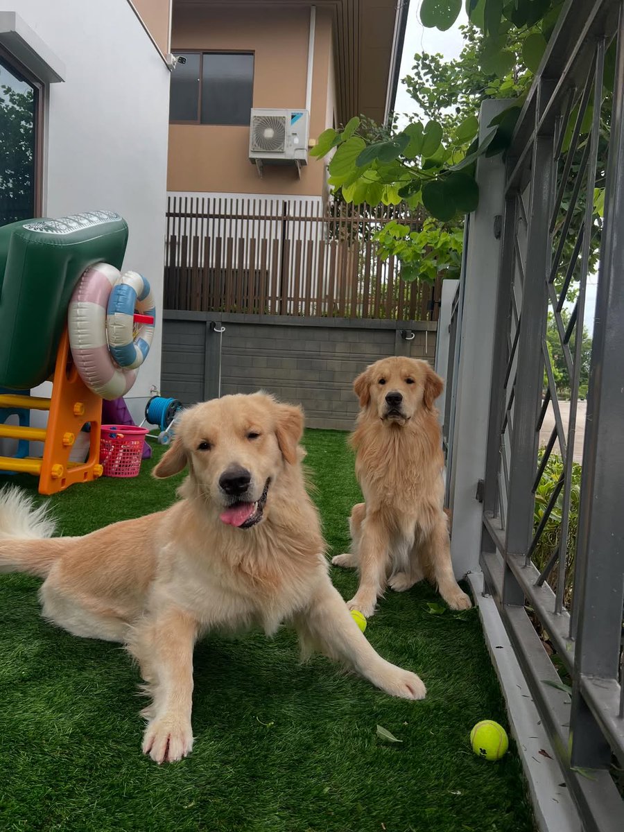 shininiz_'s tweet photo. Golden play Tennis ball and tennis racket?🤭🥎🎾

#ohmpawat #goldenn https://t.co/oNEPFEBdtp