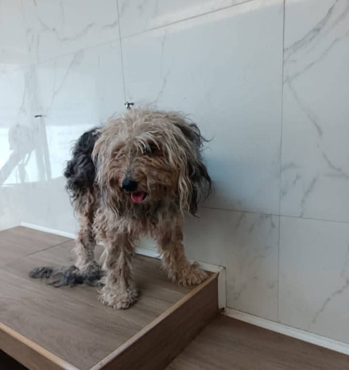 GretaFanti's tweet image. TORTURATA IN CASA!
Kira ha 8 anni pesa 14 kg, mix terrier e spinone,
salvata da una guardia zoofila. Piena di nodi e di zecche è stata tosata, sverminata,vaccinata e sterilizzata.Cerca una famiglia per dimenticare le violenze subite. Buona e dolce.Roma☎️3280027067
#22luglio