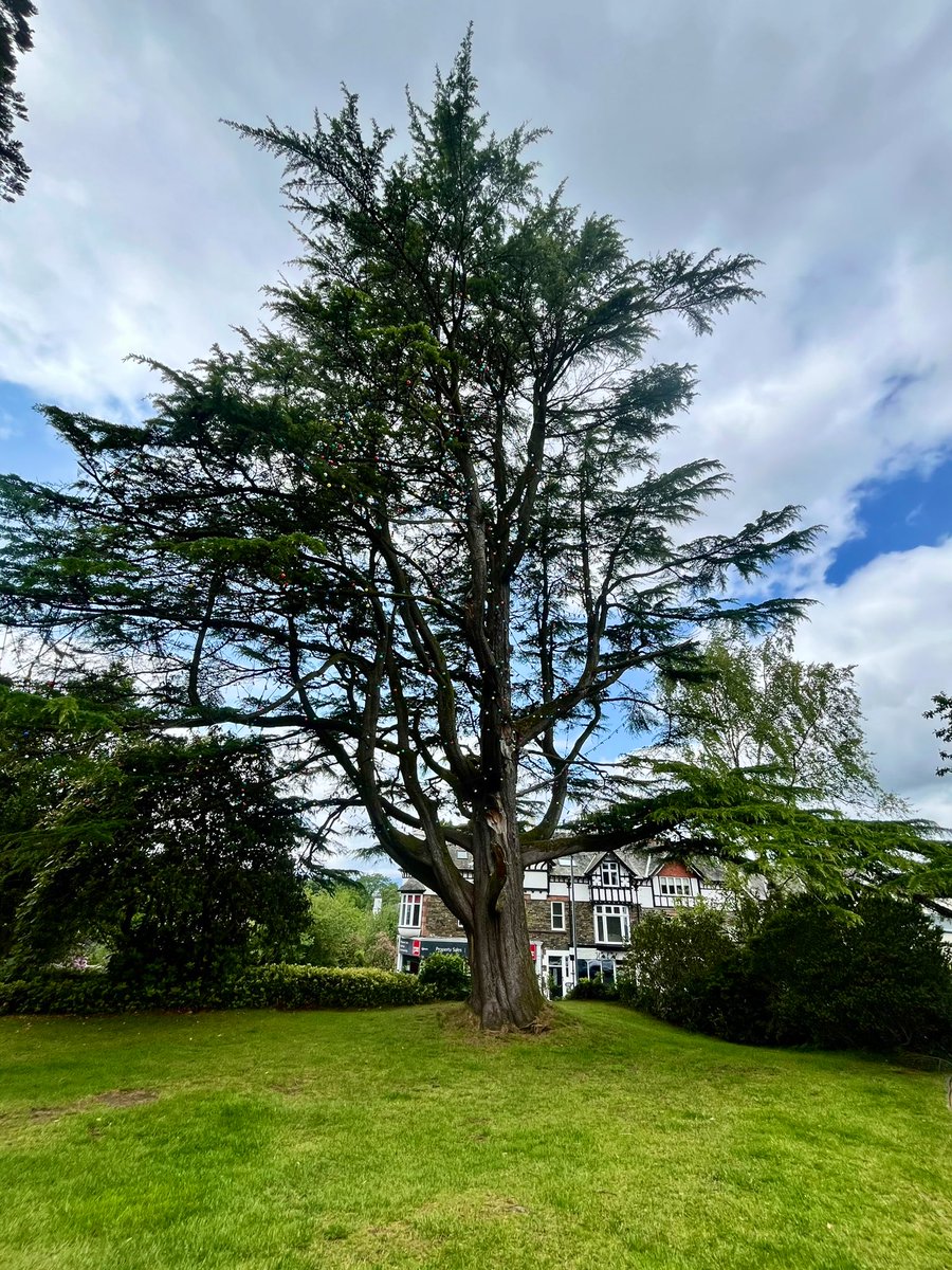 sw37xx's tweet image. 📸 ~ One for #thicktrunktuesday 🌳
Wishing you all a very happy day ahead! 💚