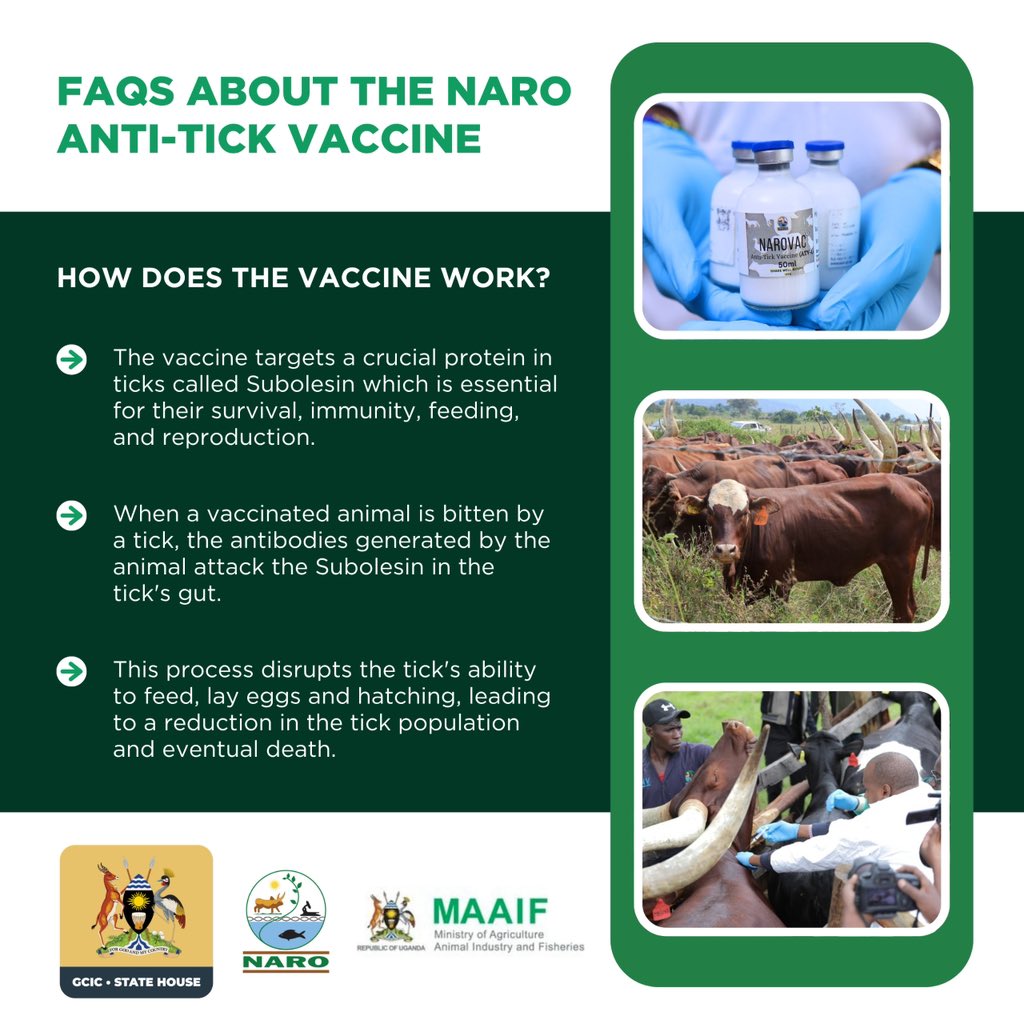 GCICUganda's tweet image. Uganda has introduced NAROVAC, the country's 1st-ever livestock vaccine, developed by NARO to combat tick infestations & diseases like East Coast fever, babesiosis, anaplasmosis, and heartwater.
The vaccine targets a crucial protein in ticks called Subolesin which is essential…