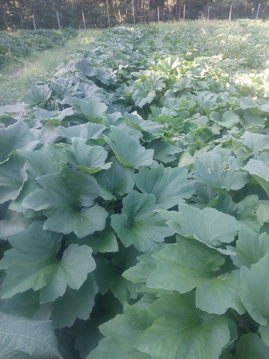 TeamBluesman's tweet image. Took this pic this evening of our zucchini ( 2nd pic is from a few days ago). Variety is Black Beauty. Very high yielding plants. They have held up to the heat very well. We will be saving seed and growing them again next year!