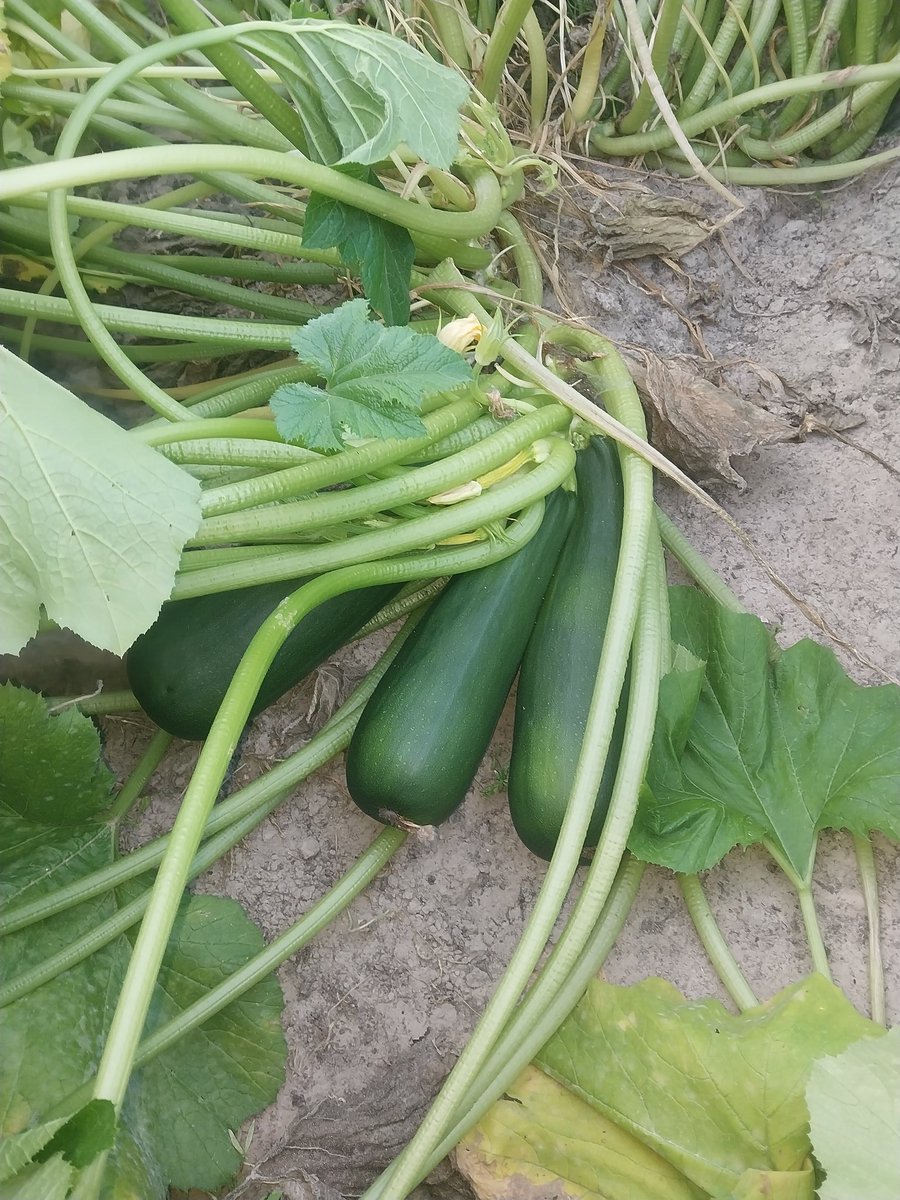 TeamBluesman's tweet image. Took this pic this evening of our zucchini ( 2nd pic is from a few days ago). Variety is Black Beauty. Very high yielding plants. They have held up to the heat very well. We will be saving seed and growing them again next year!