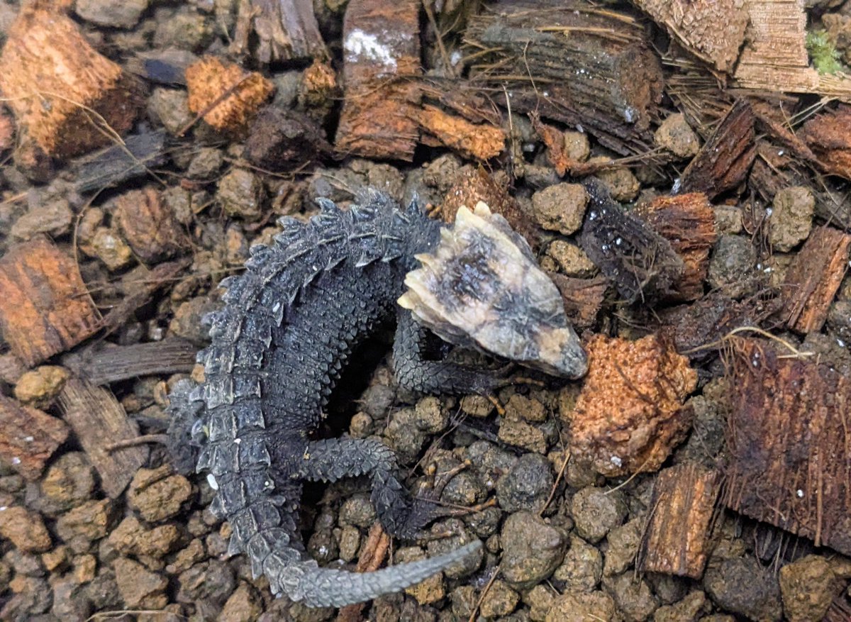 mate_tree's tweet image. 在庫
モトイカブトトカゲCH  2万円
ぷくぷくで可愛いです！
再生尾だけどね！
お問い合わせ宜しくお願い致します！