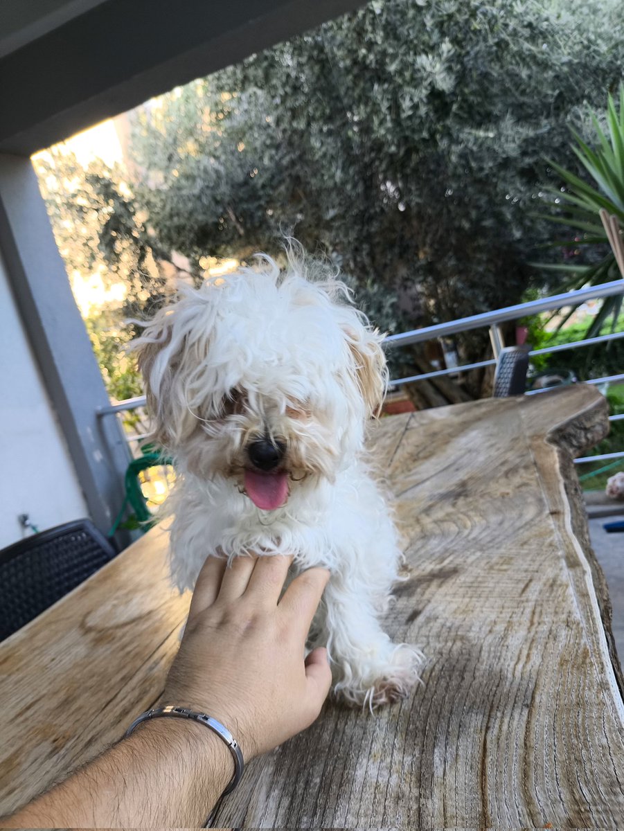 Çice de günaydın  🐶