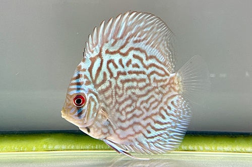 【新品、未使用・静岡 熱海限定・ 花火大会ver・金魚⭐️キティレア⭐️ 金魚・熱帯魚】可愛い金魚、小型美種の熱帯魚のご紹介 | ペット