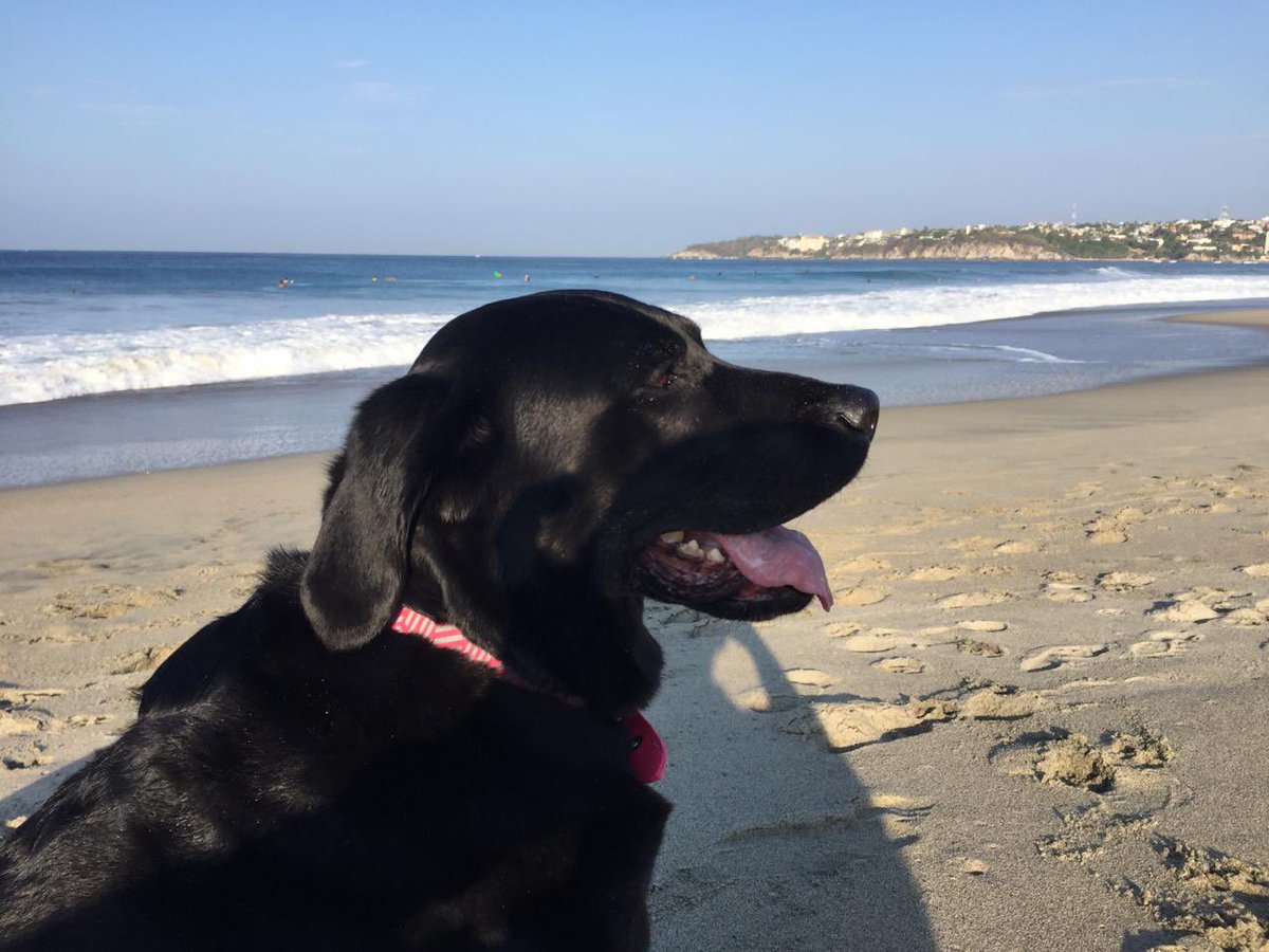 nashellita's tweet photo. Lo que daría por tenerte aquí! Te extraño Polka!  #DiaMundialDelPerro https://t.co/1R5OcRynNj