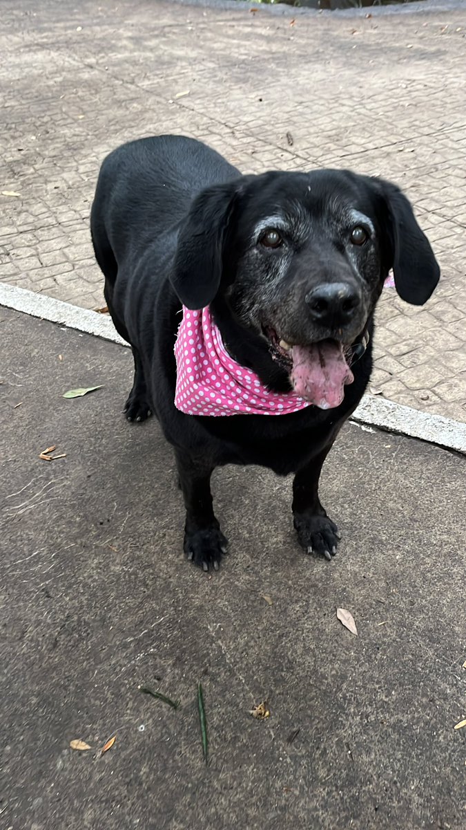 nashellita's tweet photo. Lo que daría por tenerte aquí! Te extraño Polka!  #DiaMundialDelPerro https://t.co/1R5OcRynNj