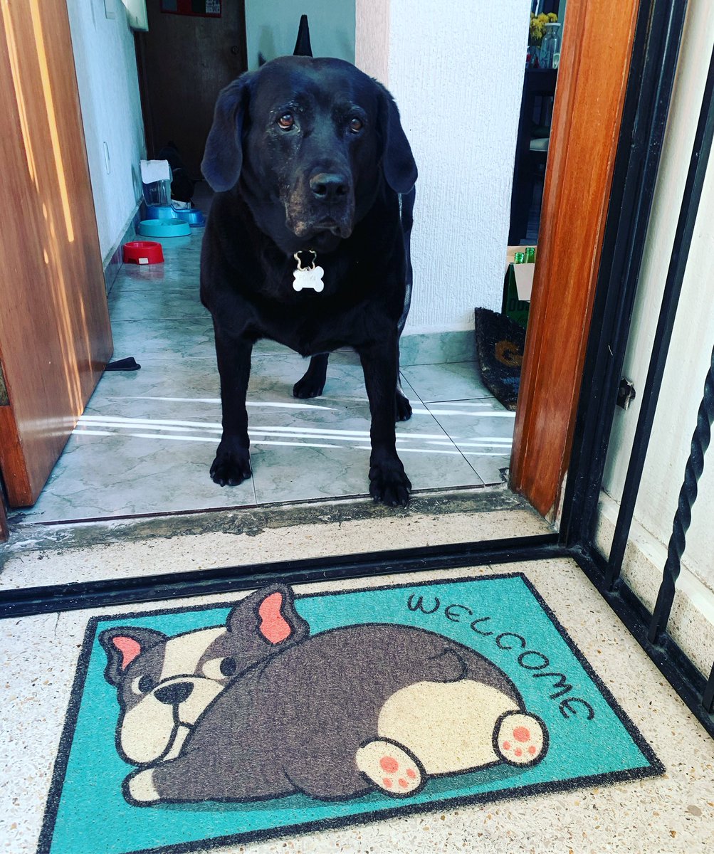 nashellita's tweet photo. Lo que daría por tenerte aquí! Te extraño Polka!  #DiaMundialDelPerro https://t.co/1R5OcRynNj