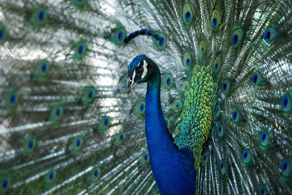 latimes's tweet image. 'A stab in the heart.' Beloved peacocks reported stolen from historic California hotel latimes.com/california/sto…