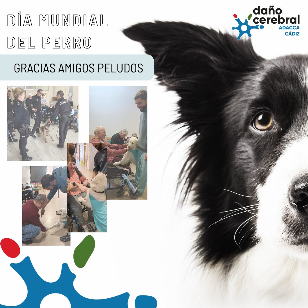 Ayer, 21 de julio, se conmemoró el #DíaMundialDelPerro 🐶
En ADACCA incorporamos terapia asistida con perros, con resultados muy positivos en los procesos de rehabilitación: estimulación, motivación y bienestar emocional.
Agradecemos su valiosa colaboración. 🐾

#TerapiaAsistida