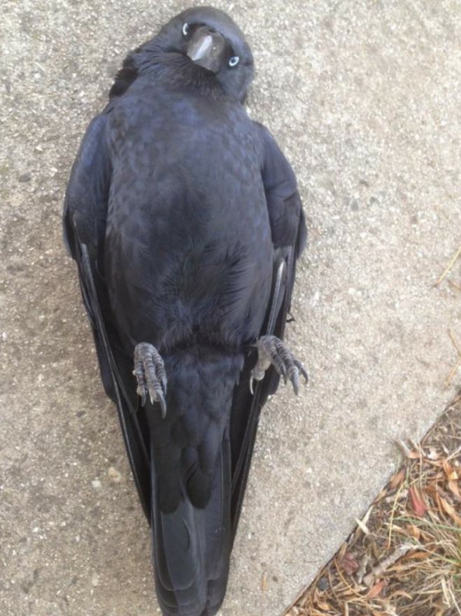 crococolol's tweet image. #buckshot
Can’t spell crococolol without cro
Cro… crow….
It all makes sense now.