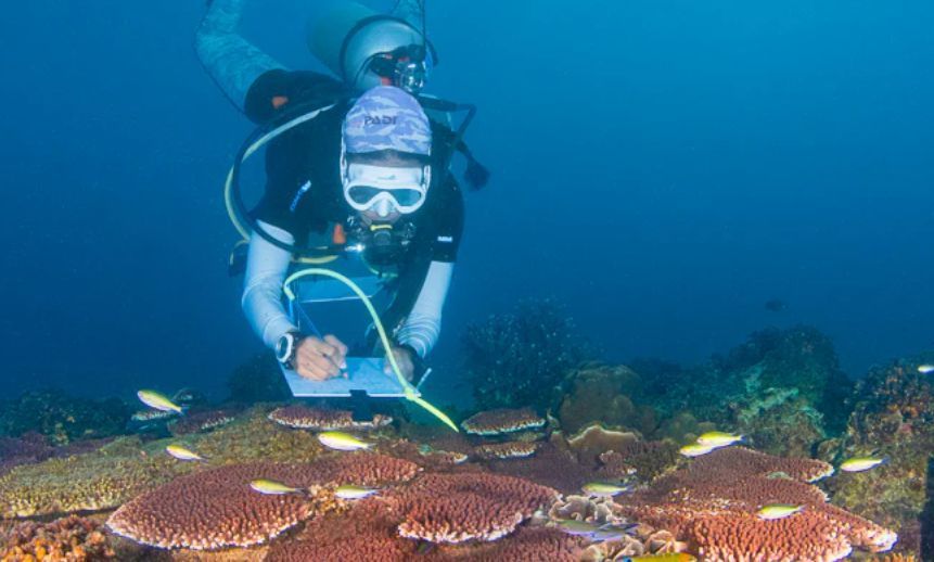 reef_research's tweet image. JOB OPPORTUNITY: Scientific Diving Officer and Researcher (Global Reef - Koh Tao, Thailand)
Global reef are expanding their research team in Koh Tao, Thailand, and are currently seeking experienced marine scientists to join as Scientific Diving Officers & Researchers.
This is a…