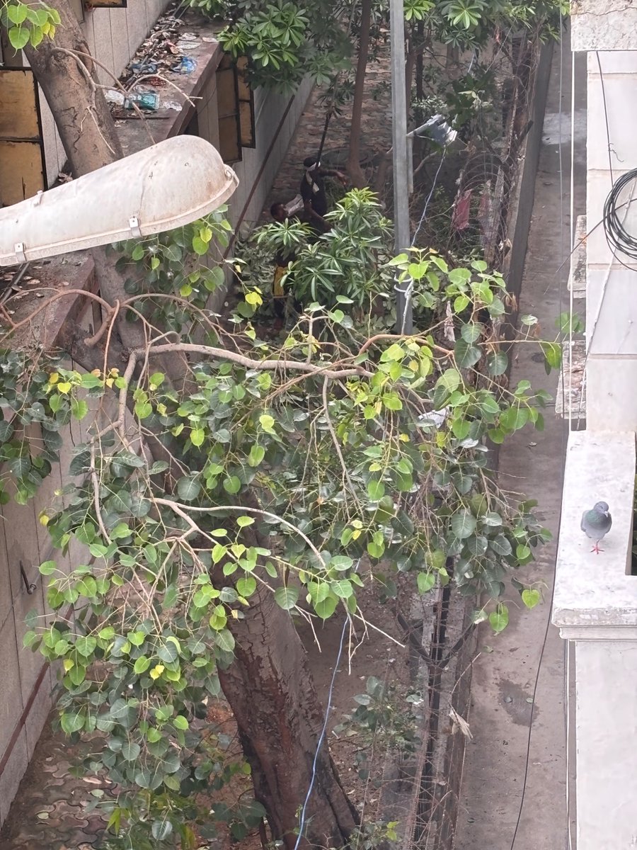 SaaniyaJackson's tweet photo. @narendramodi dear sir you inspired us to plant trees to save environment but these MCD school staff cutt of healthy branches of so many trees this morning ruined so many birds home and a source of greenery is it allowed ?? @MCD_Delhi #savetrees https://t.co/tBZumr5AAH