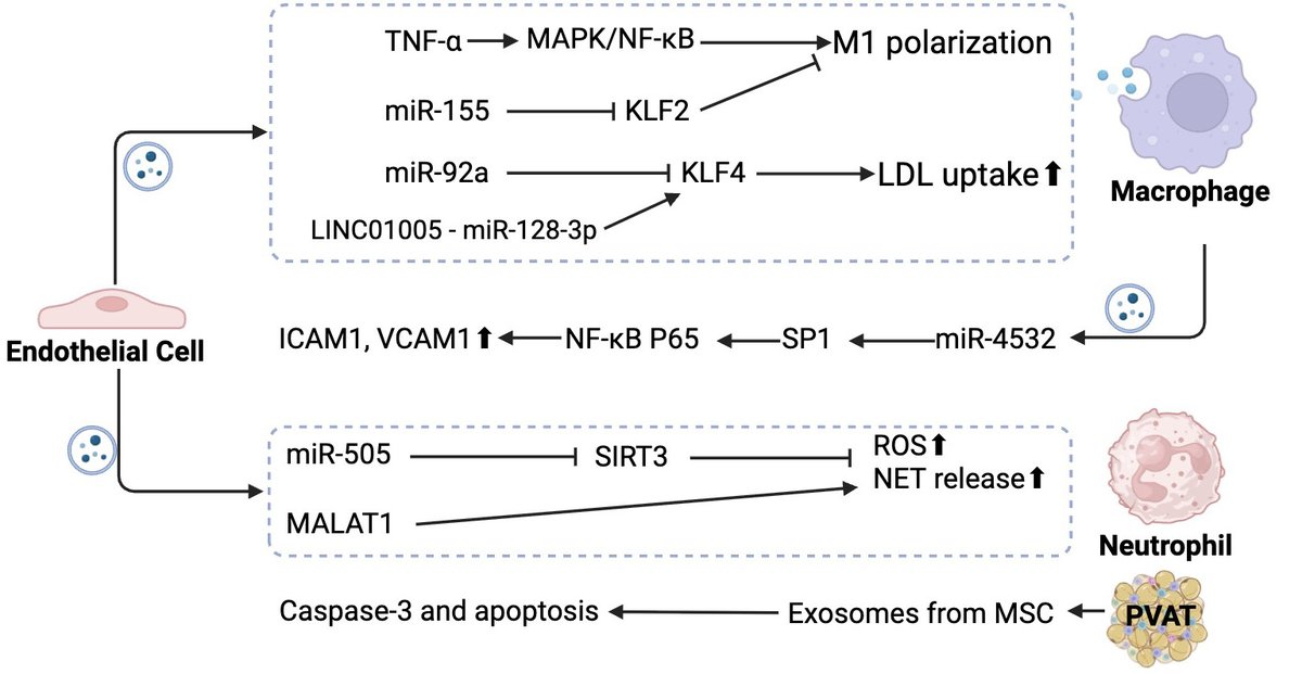 💥Hot Off the Press: #EndothelialDysfunction in #Atherosclerosis from CAMS &amp; PUMC
From NO deficiency &amp; shear stress to scRNA-seq breakthroughs, gut microbiome metabolites (TMAO), and exosome-based therapies
🔗 Read more: oaepublish.com/articles/2574-…
#Exosomes #scRNAseq #CardioTwitter