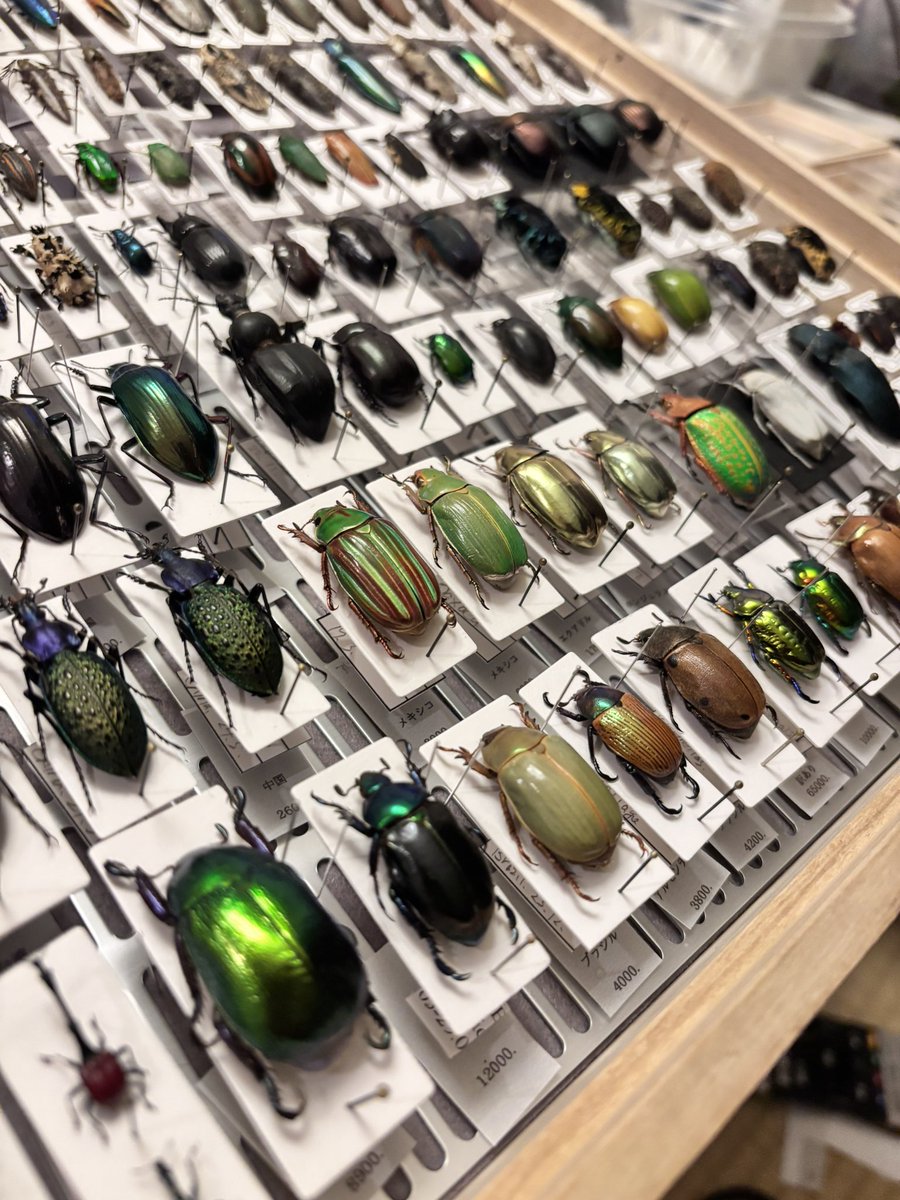 花と角」 (@dkyygbs) / X