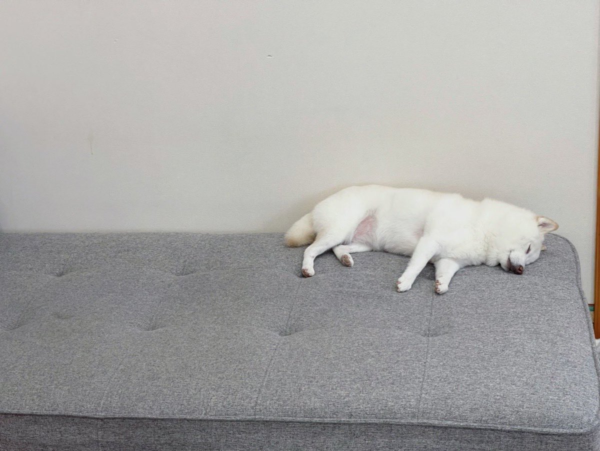go20597673's tweet image. #気持ち良さそうに寝る犬選手権