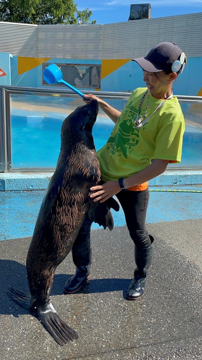 tobuzoo7's tweet image. 打ち水オットセイまであと3日!!🌊
柄杓をもって水をかけることが出来ます!!・・・が、水の量は想像の100倍以上です。
オットセイのキャロルは全身ずぶ濡れエリアに行きますよ~🎵
#東武動物公園
#打ち水オットセイ
#ミナミアメリカオットセイ
#キャロル
#Tシャツ販売します