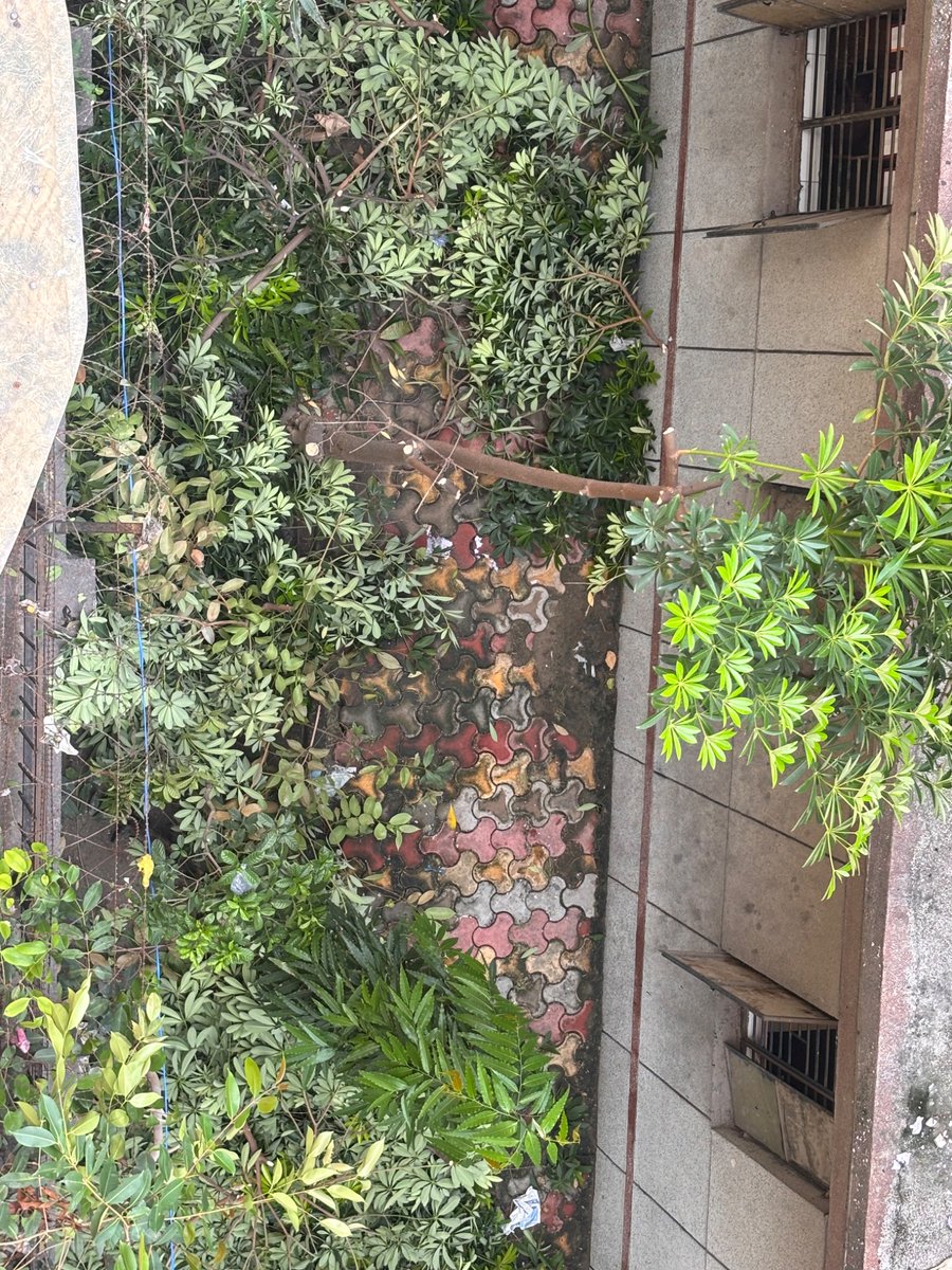 SaaniyaJackson's tweet photo. @MCD_Delhi swach hawa apke hi MCD school rok rahe hai East Delhi Govt School Cutt Of All healthy green trees from the area that provide shelter to so many birds https://t.co/ZmlCnd1B6p