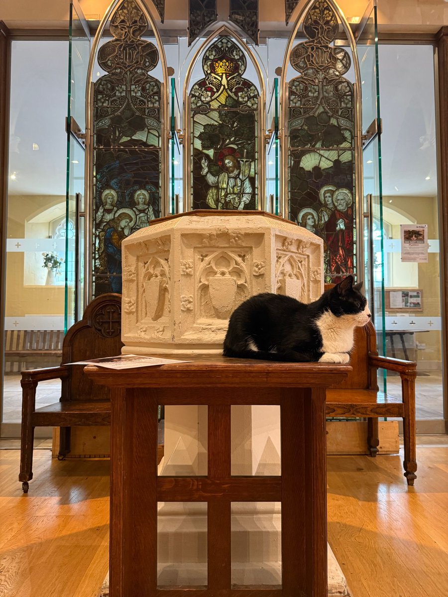CatSpecr's tweet image. #TuesdayMotivation visitor detection system is operational #GreatAndSmall