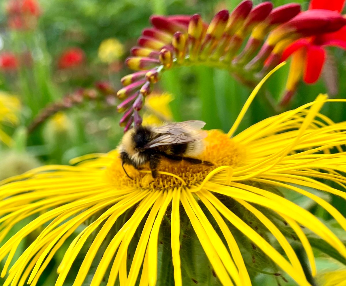 Morning All, enjoy Tuesday  

My garden flowers and it’s very busy with bees 🐝