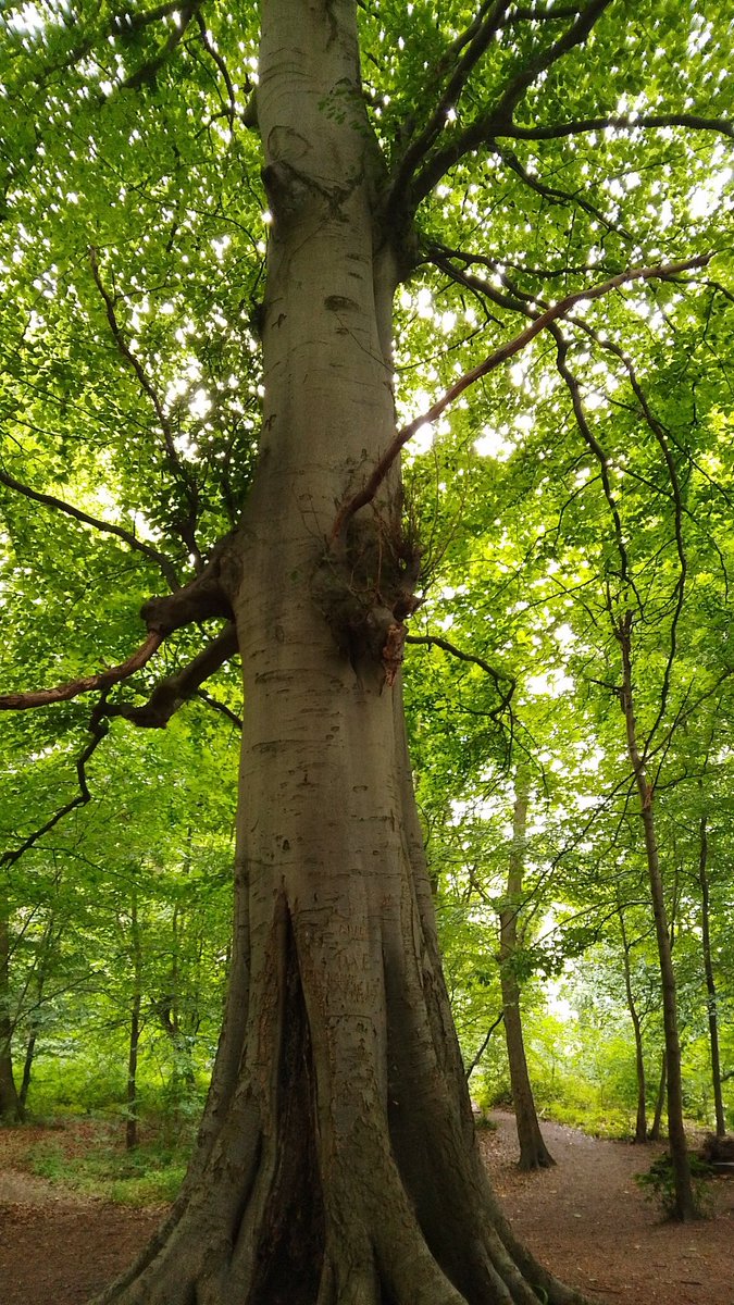 s4r4h_l's tweet image. #ThickTrunkTuesday a super beech #tree from #ErddigNT last Friday. @keeper_of_books #vitaminN