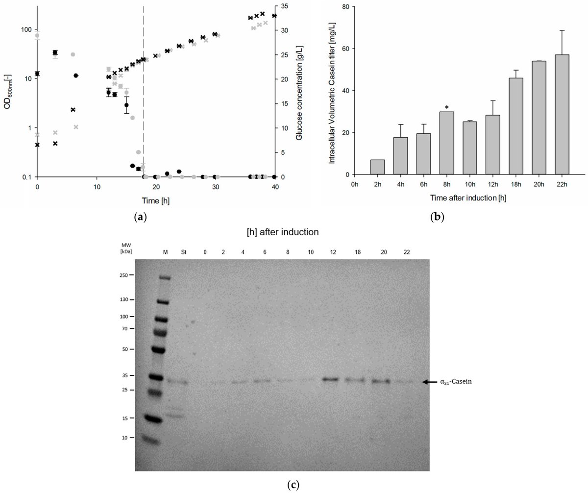 Micro_MDPI's tweet image. 🦠The research demonstrates the successful recombinant production of bovine αS1-casein using a genome-reduced strain of Bacillus subtilis, specifically IIG-Bs-20-5-1. 

🔎Read more: mdpi.com/3117116