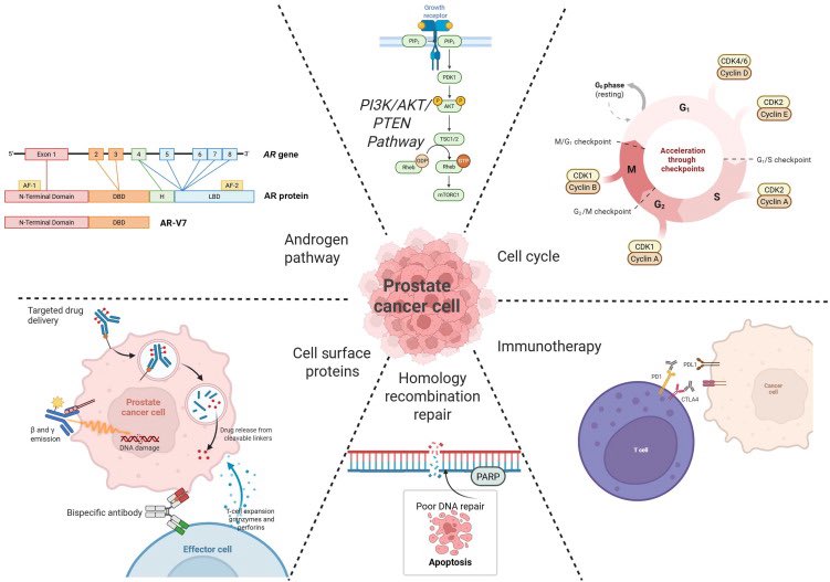 Novel Therapeutic Strategies for Metastatic Prostate Cancer Care 
sciencedirect.com/science/articl…