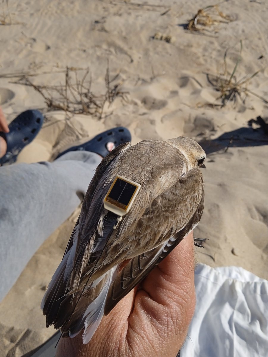 No IBERALEX usamos GPS leves no Borrelho-de-coleira-interrompida para seguir os seus movimentos 🐦
🔁 Assim criamos medidas eficazes para proteger praias e zonas húmidas.
🌿 Ciência ao serviço da biodiversidade.
#IBERALEX #BorrelhoDeColeiraInterrompida #Conservação #GPS #POCTEP