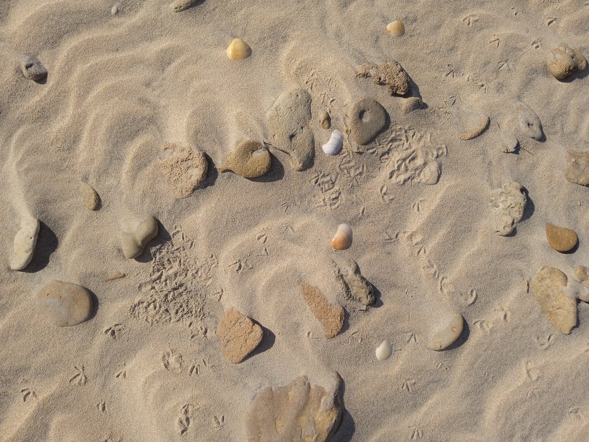 Las huellas del Chorlitejo Patinegro en la arena son discretas… pero dicen mucho.
Son señales de vida, vulnerables al paso humano.
Cada pisada respetuosa ayuda a protegerlas.
#IBERALEX #ChorlitejoPatinegro #PlayasConCuidado #Conservación