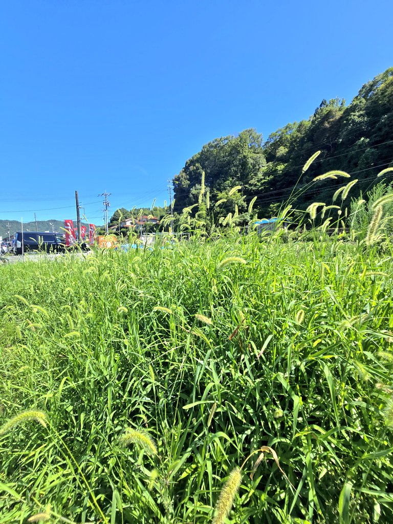 🍠さつまいも🌿雑草🧍‍♂️ヒト☀暑さ
それぞれの戦い💪

今年は☀🌿優勢
🍠🧍‍♂️の巻き返しに期待！