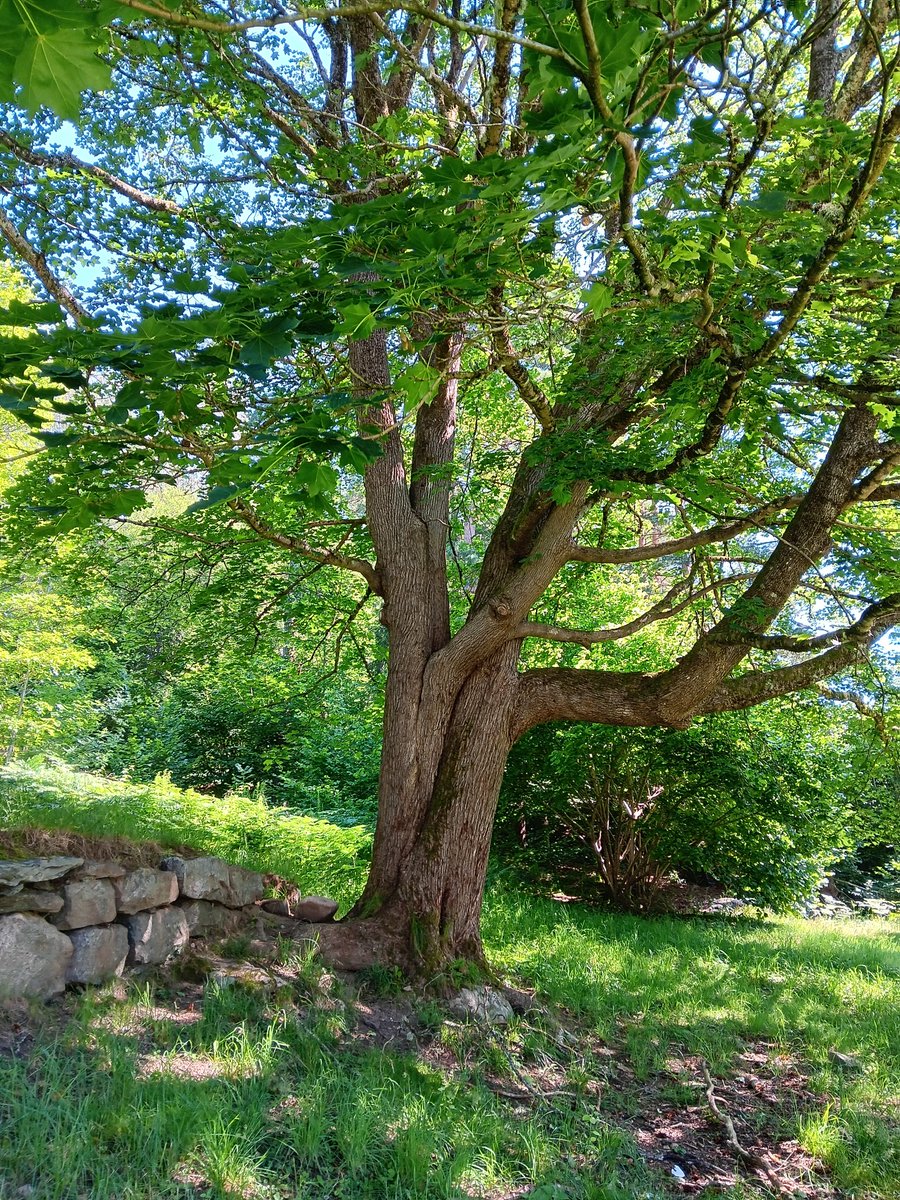 AnetteJonasson's tweet image. Happy #thicktrunktuesday 
all 🌳🌿💚
@keeper_of_books