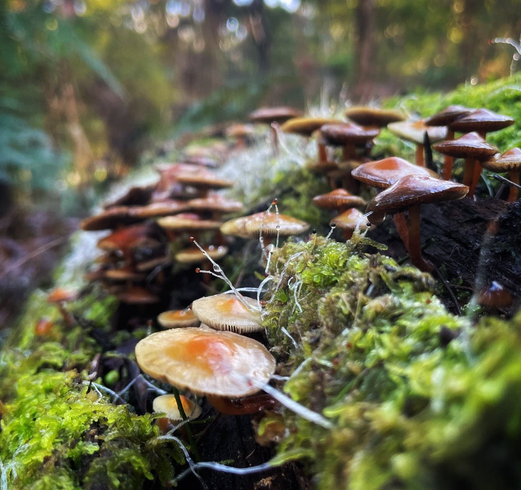 Melbourne_says's tweet image. If you’re ever walking through the bush and hear a man in the distance yelling out, ‘Wooow, look at that,’ don’t sweat.
It’s just me being constantly awed by the world. 😏