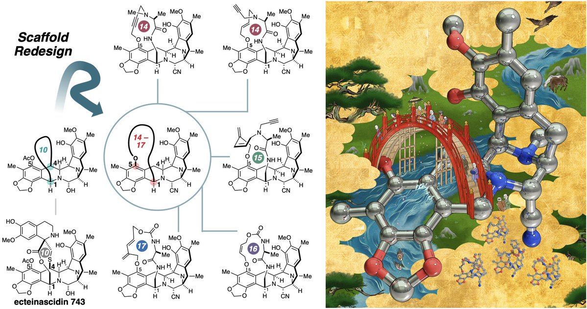 東大理 大栗研、がん研究清宮研・旦研との共同研究成果 "Strategic scaffold redesign of ecteinascidins: An approach for generating anticancer macrocycles"がChem.誌に掲載㊗️
放射光X線を用いた単結晶構造解析がお役だち

doi.org/10.1016/j.chem…