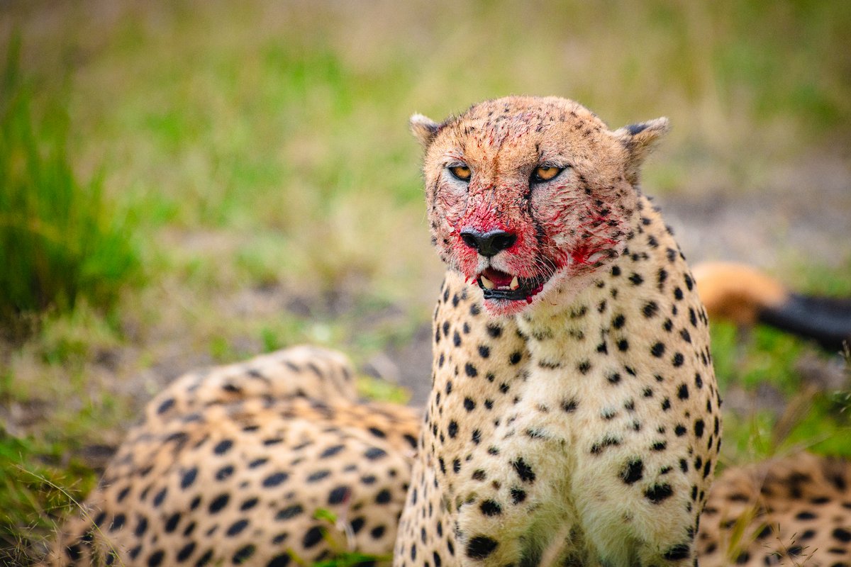 bownaankamal's tweet image. In the golden plains of the Masai Mara, where survival demands speed, strategy, and strength, one cheetah rose above the rest — Olpadan, the fearless leader of the world-famous Tano Bora coalition, also known as “The Famous Five.”
Born around 2013, Olpadan was not just a powerful…