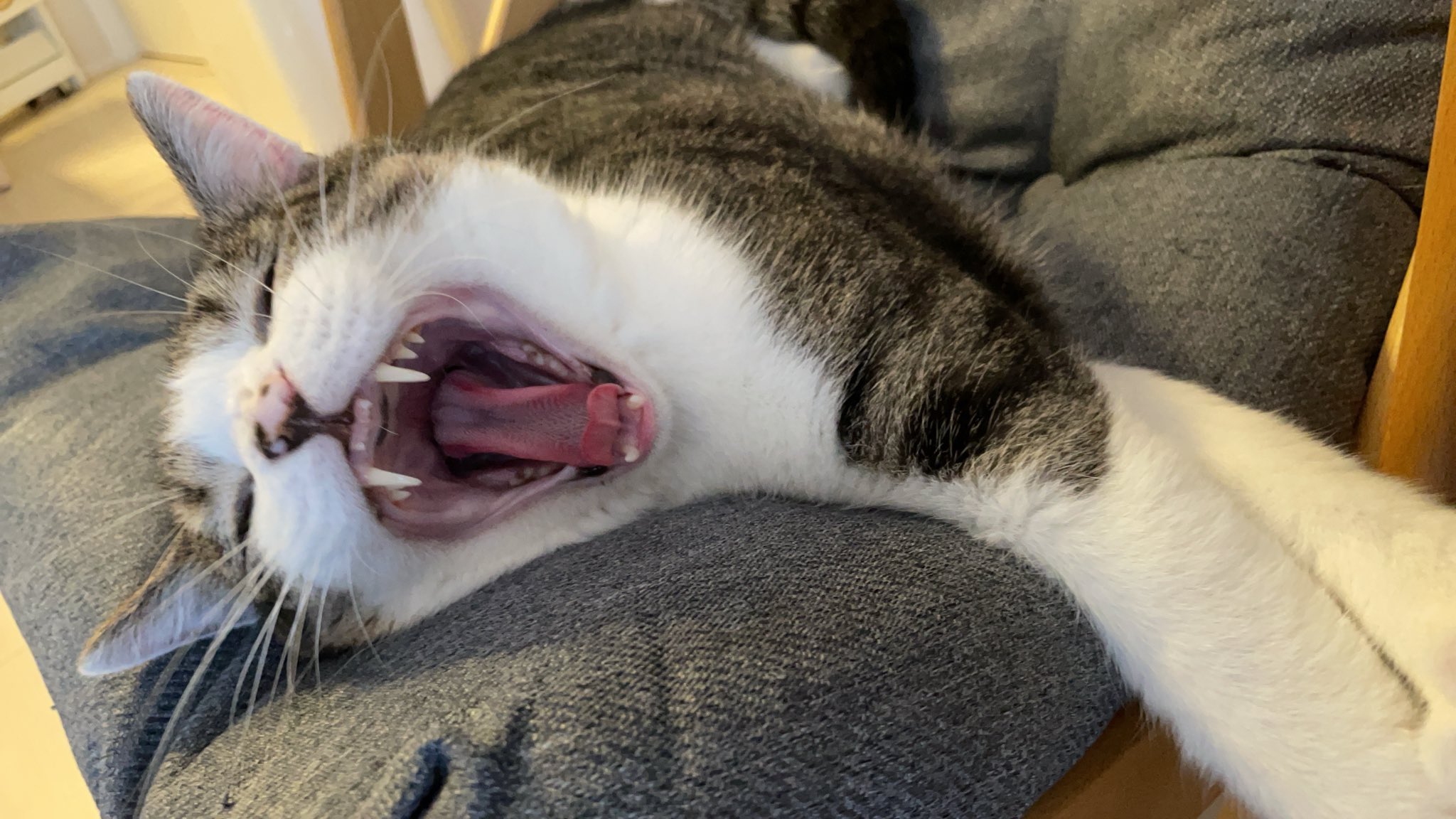 ぽんず。 (@ponzu220627) / X