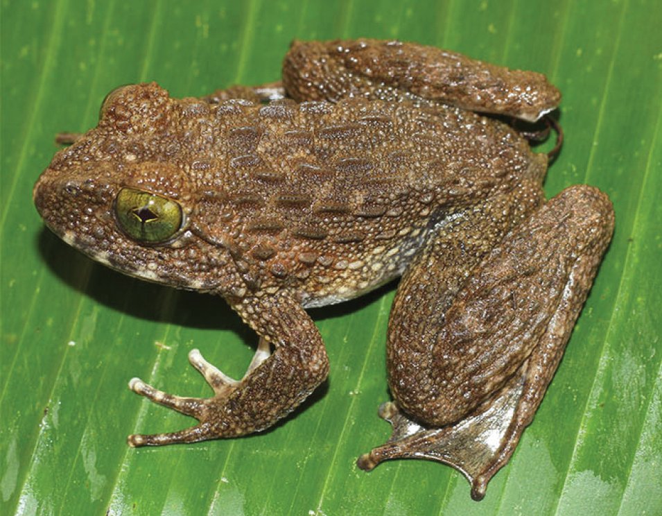 ZooKeys_Journal's tweet image. A taxonomic revision of the Quasipaa verrucospinosa complex in Vietnam yielded two new frog species. Find out more about them here: doi.org/10.3897/zookey…

#phylogeny #taxonomy #frogs @koelner_zoo