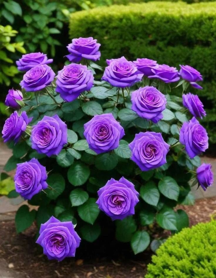 Travel Angela (@rocks1314) on Twitter photo 