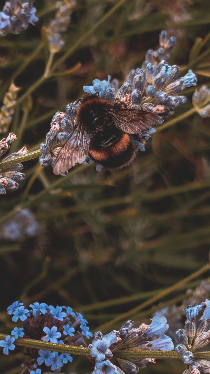 psychoticstate's tweet image. Ah, to be a bee among the heather 🐝🥰
#NaturePhotography